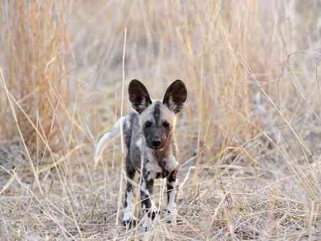 Safari, Beach & Spa Experience